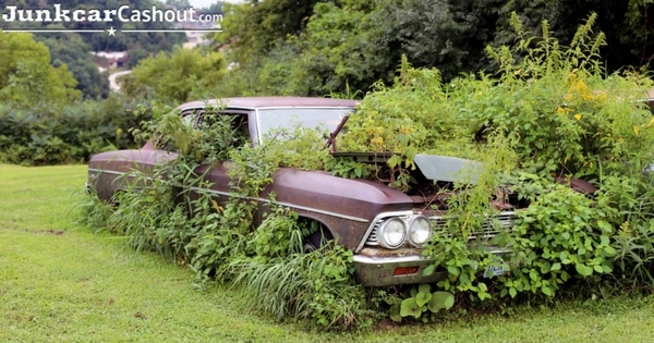 An old car covered in weeds is removed for scrap metal cash.